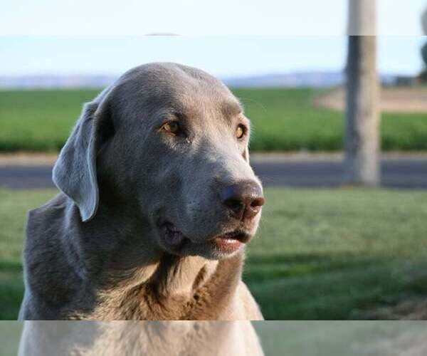 Medium Photo #1  Breeder Profile in ROYAL CITY, WA, USA
