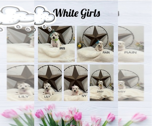 Medium Photo #18  Breeder Profile in GRIFFIN, GA, USA