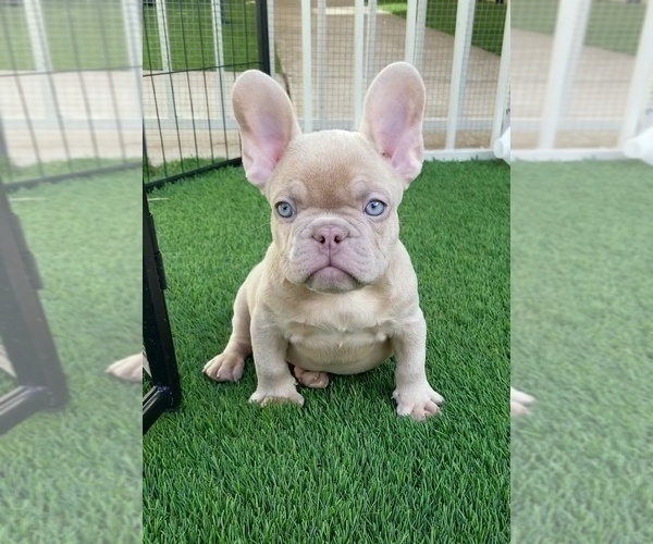 Medium Photo #15  Breeder Profile in LAS VEGAS, NV, USA