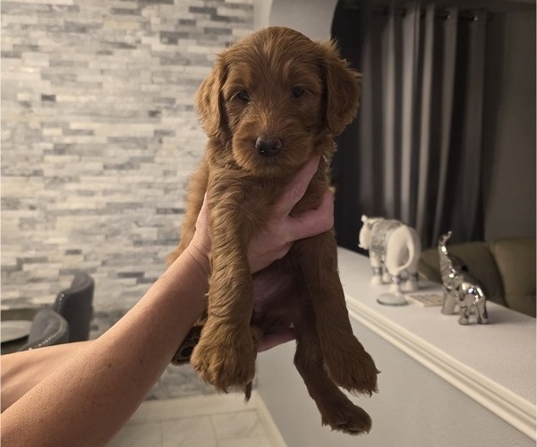 Medium Photo #5  Breeder Profile in AUSTIN, TX, USA