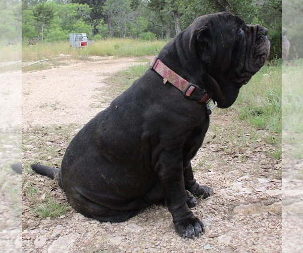 Medium Photo #24  Breeder Profile in SAN MARCOS, TX, USA