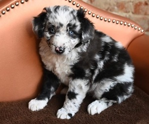 Aussiedoodle Miniature  Dog Breeder in GARLAND,  USA