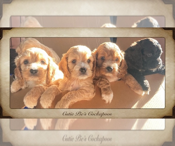 Medium Photo #1  Breeder Profile in HUNTINGTON, IN, USA