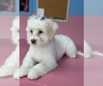 Small #2 Breeder Profile image