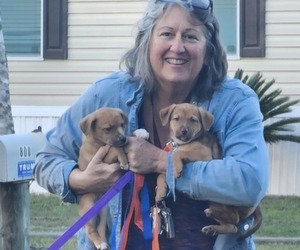 Carolina Dog-Miniature Australian Shepherd Mix Dog Breeder near MELBOURNE, FL, USA