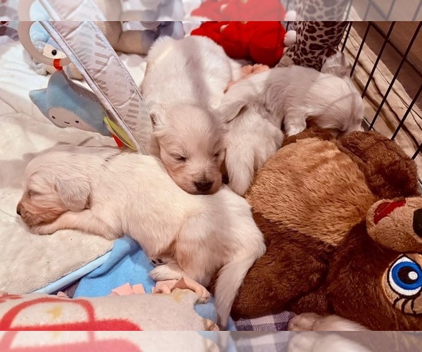 Medium Photo #18  Breeder Profile in MEDFORD TOWNSHIP, NJ, USA