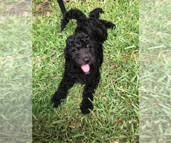 Medium Photo #1  Breeder Profile in TYLER, TX, USA