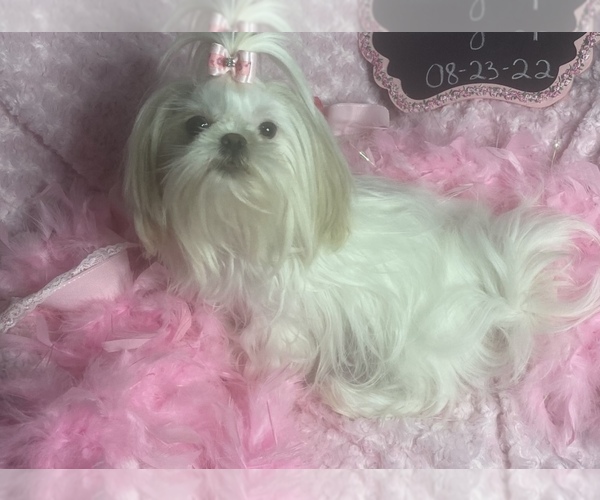 Medium Photo #1  Breeder Profile in FORT WORTH, TX, USA