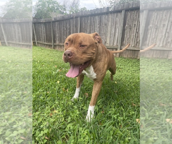 Medium Photo #1  Breeder Profile in HOUSTON, TX, USA