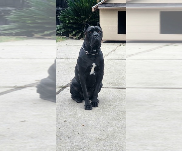 Medium Photo #6  Breeder Profile in LA PUENTE, CA, USA