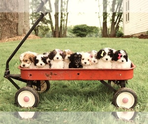 Cavapoo Dog Breeder near WEST SALEM, OH, USA