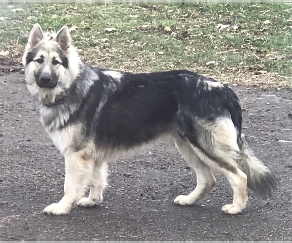 Medium Photo #1  Breeder Profile in PENDLETON, OR, USA