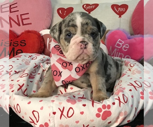 Medium Photo #1  Breeder Profile in LEHIGH ACRES, FL, USA