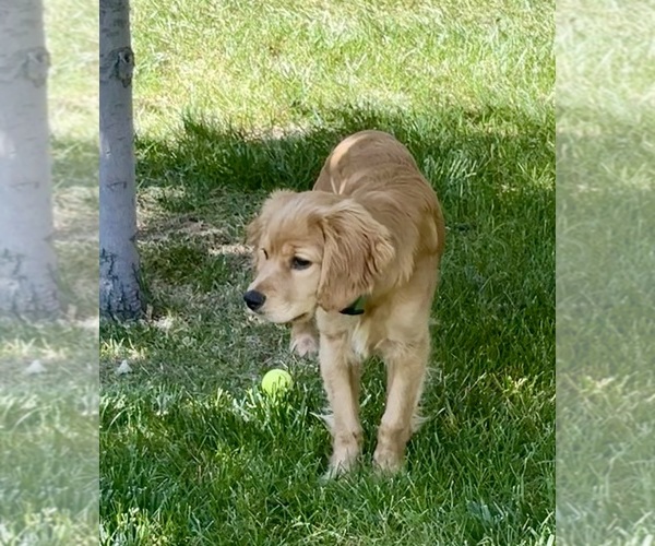 Medium Photo #3  Breeder Profile in FORT COLLINS, CO, USA