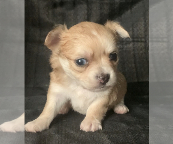 Medium Photo #4  Breeder Profile in ADAMSVILLE, TN, USA