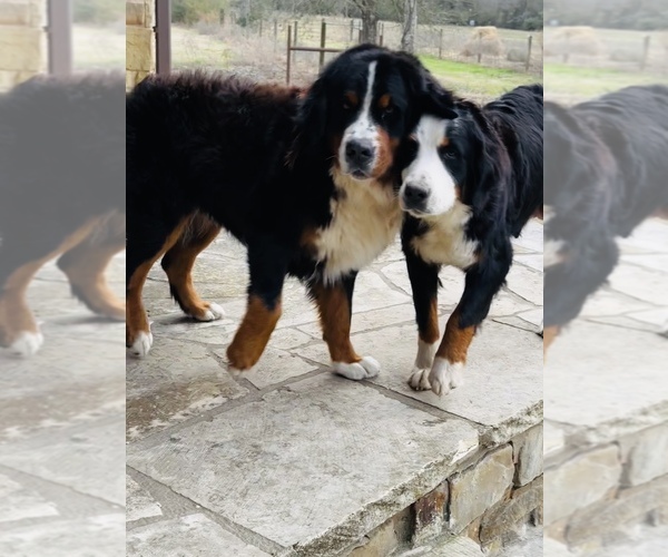 Medium Photo #1  Breeder Profile in GROVETON, TX, USA