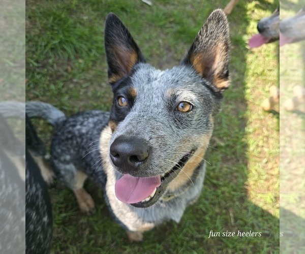 Medium Photo #18  Breeder Profile in LAURINBURG, NC, USA