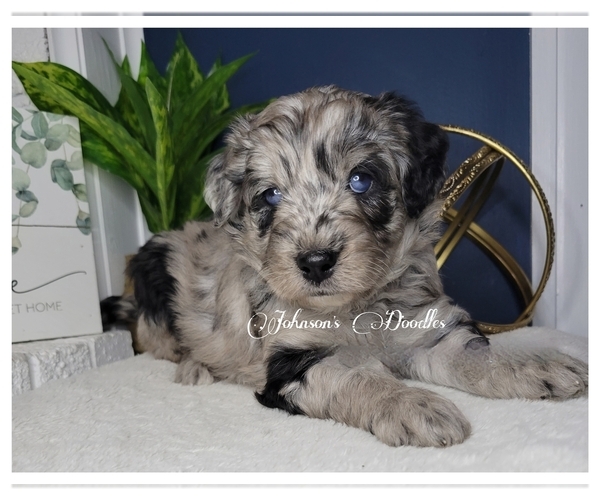 Medium Photo #1  Breeder Profile in NORTH ROYALTON, OH, USA