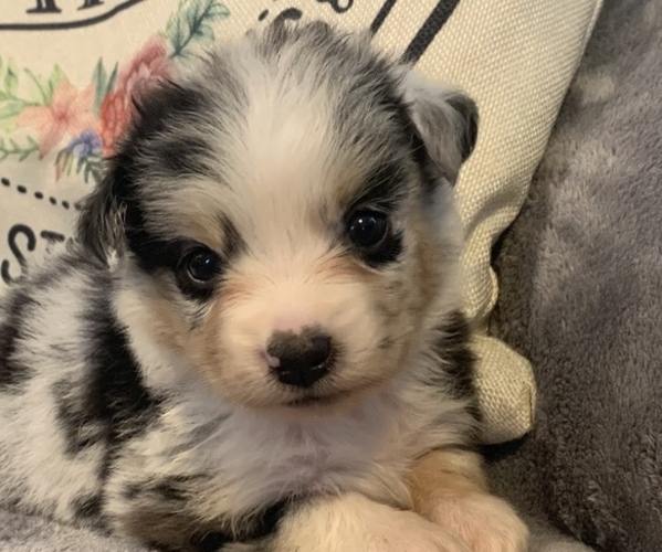 Medium Photo #1  Breeder Profile in NACOGDOCHES, TX, USA