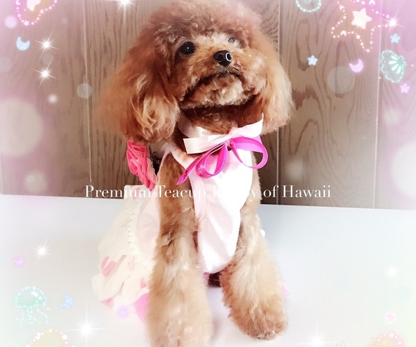 Medium Photo #1  Breeder Profile in HILO, HI, USA