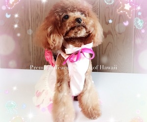 Medium Breeder Profile Photo