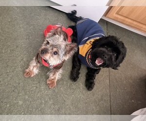 Poodle (Standard)-Shorkie Tzu Mix Dog Breeder near WILLIAMSTOWN, MA, USA