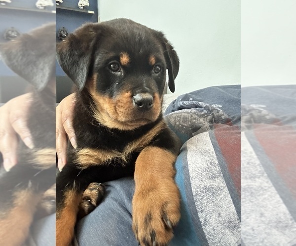 Medium Photo #1  Breeder Profile in COCOA, FL, USA
