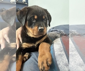 Rottweiler Dog Breeder in COCOA,  USA