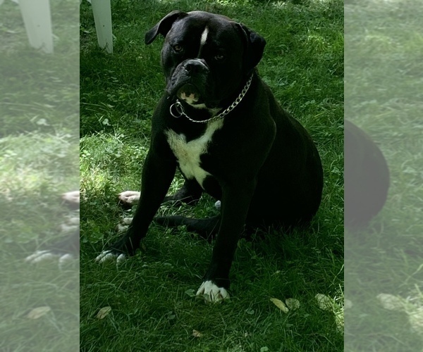Medium Photo #58  Breeder Profile in COLUMBIA, KY, USA