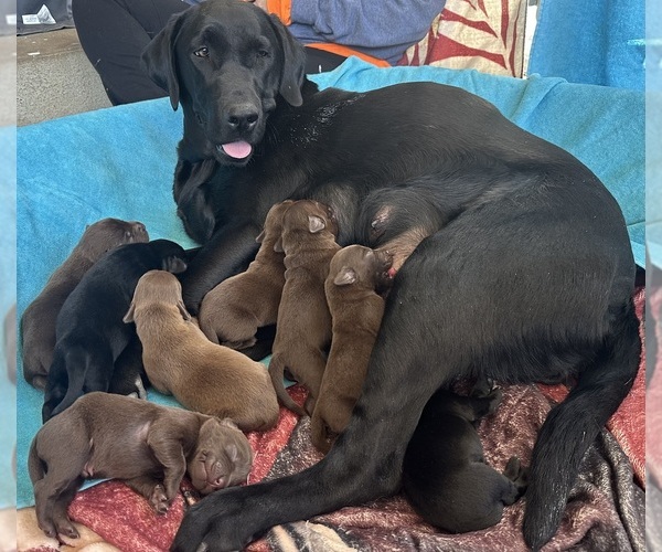 Medium Photo #10  Breeder Profile in SULLIVAN, MO, USA