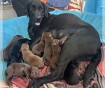 Small #9 Breeder Profile image