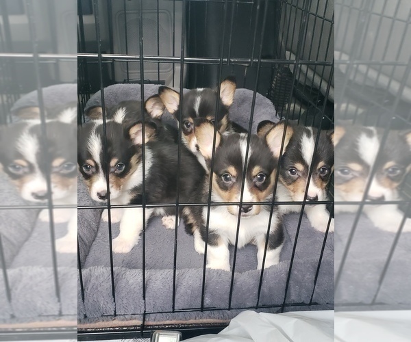 Medium Photo #3  Breeder Profile in BRIGGSDALE, CO, USA