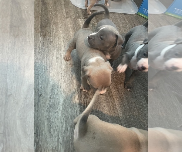 Medium Photo #1  Breeder Profile in ROCK HILL, SC, USA