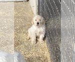 Small #14 Breeder Profile image