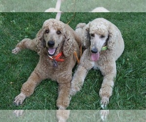 Poodle (Standard) Dog Breeder in PAONIA,  USA