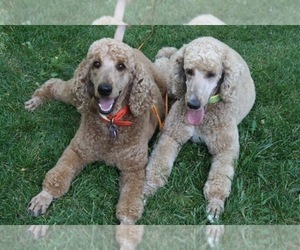 Bernedoodle Dog Breeder near PAONIA, CO, USA