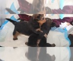 Small #273 Breeder Profile image