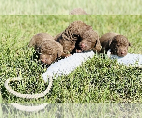 Medium Photo #3  Breeder Profile in WAKE FOREST, NC, USA