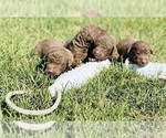 Small #2 Breeder Profile image