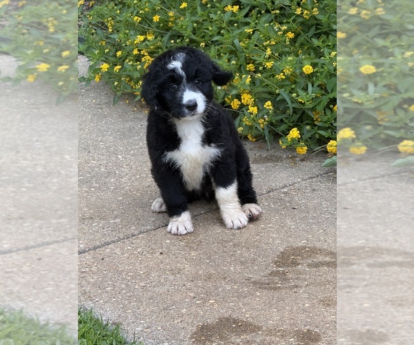 Medium Photo #6  Breeder Profile in LOWNDESBORO, AL, USA