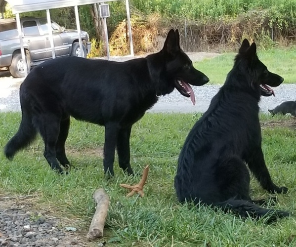 Medium Photo #1  Breeder Profile in MARS HILL, NC, USA