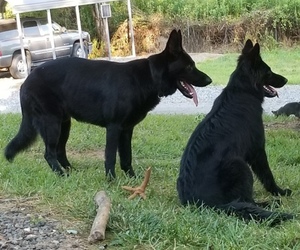 German Shepherd Dog Dog Breeder near MARS HILL, NC, USA