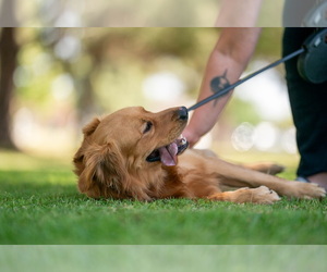 Golden Retriever Dog Breeder near LOS ANGELES, CA, USA