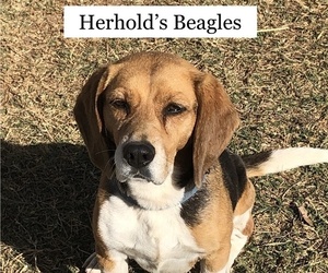 Beagle Dog Breeder in MUSTANG,  USA