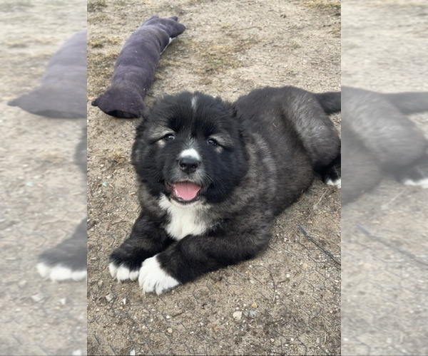 Medium Photo #43  Breeder Profile in TWINING, MI, USA