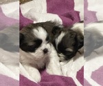 Small #11 Breeder Profile image