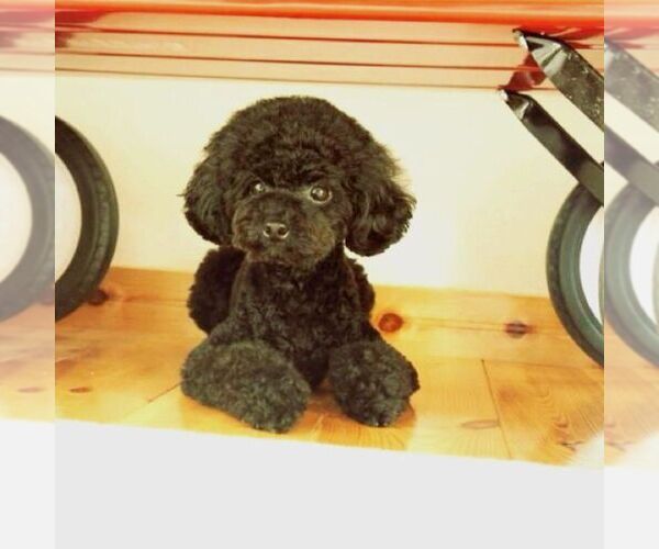 Medium Photo #1  Breeder Profile in ROUND ROCK, TX, USA