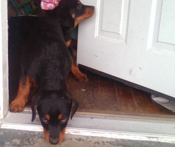 Medium Photo #8  Breeder Profile in BALTIMORE, MD, USA