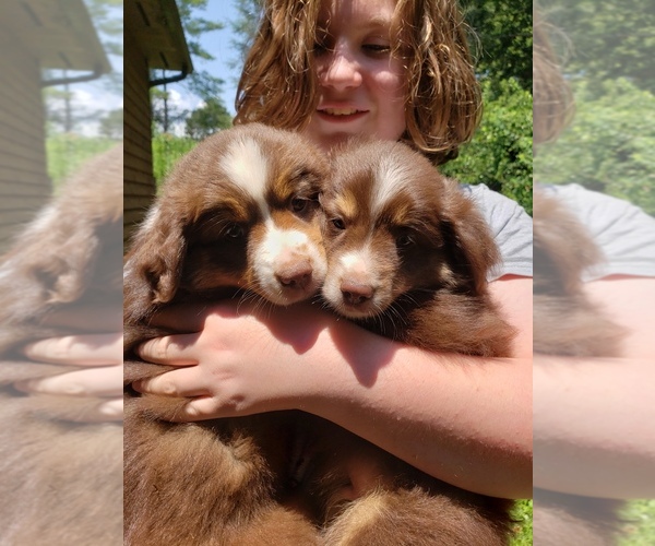 Medium Photo #1  Breeder Profile in LEICESTER, NC, USA