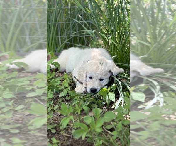 Medium Photo #21  Breeder Profile in WHITE HOUSE, TN, USA